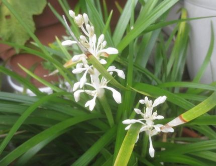 ファルコン植物記（１２７２）白...