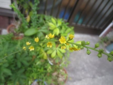 ファルコン植物記（１２７３）黄...