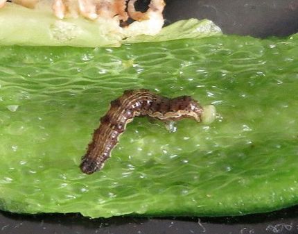 ファルコン昆虫記（５１５）ピー...