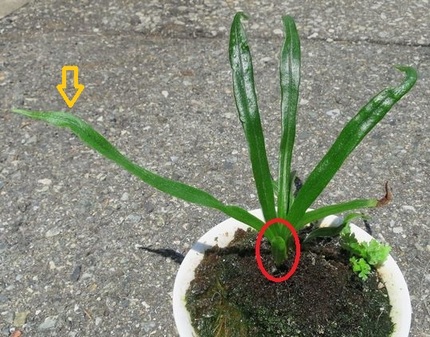 ファルコン植物記（１２６９）成...