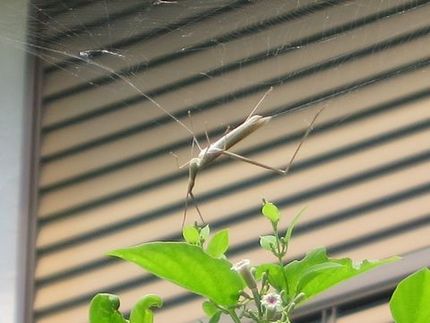 ＜　８：１０　「キチキチ」と飛...