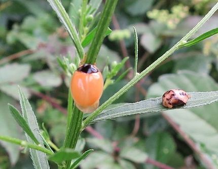 ファルコン昆虫記（５２２）同定...