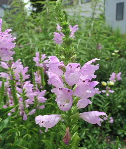 ファルコン植物記（１２８４）桃...