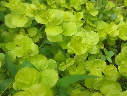 ファルコン植物記（１２８５）黄...