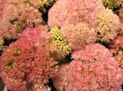 ファルコン植物記（１２８７）小...