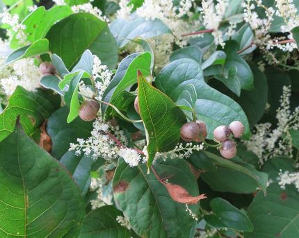 ファルコン植物記（１２９５）イ...