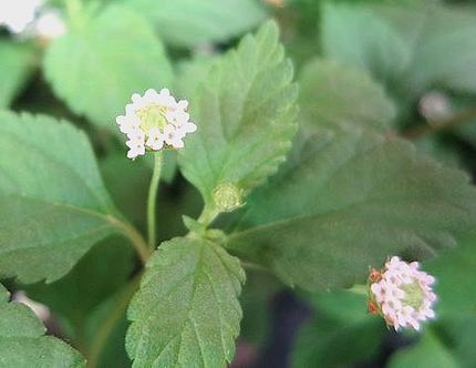ファルコン植物記（１２９６）白...
