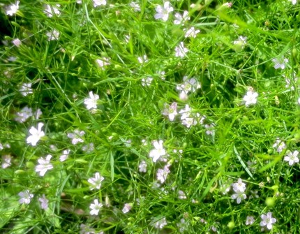 ファルコン植物記（１２９８）淡...