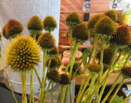 ファルコン植物記（１３０３）舌...