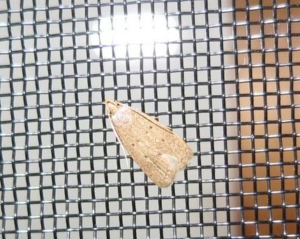 ファルコン昆虫記（５５１）網戸...