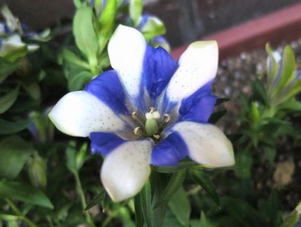ファルコン植物記（１３１５）青...