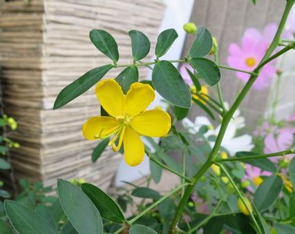 ファルコン植物記（１３１７）黄...