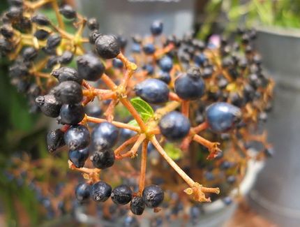 ファルコン植物記（１３２０）黒...