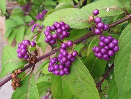 ファルコン植物記（１３４５）紫...