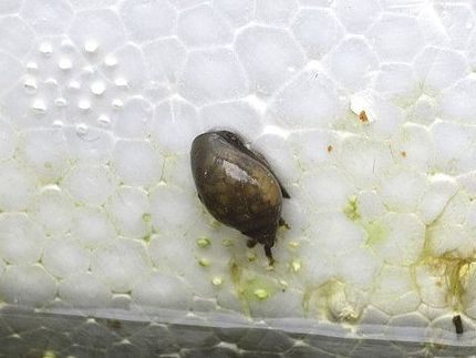 水槽の清掃者【ヒメタニシ】雑考...