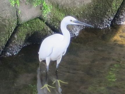 ファルコン鳥類記（１４）白鷺の...