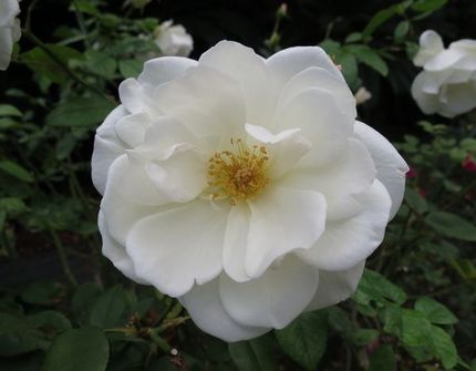 ファルコン植物記（１３４８）白...