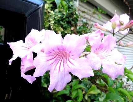 ファルコン植物記（１３４９）桃...