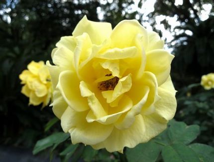 ファルコン植物記（１３５６）黄...