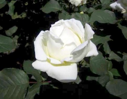 ファルコン植物記（１３６２）白...