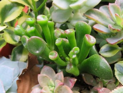 ファルコン植物記（１３６４）棒...