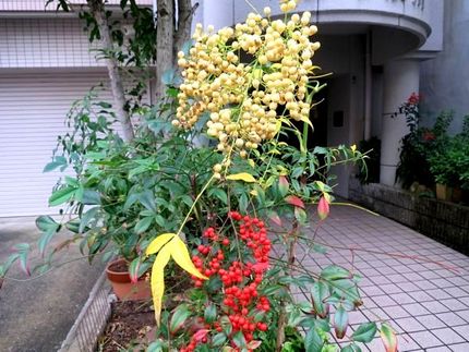ファルコン植物記（１３６６）赤...