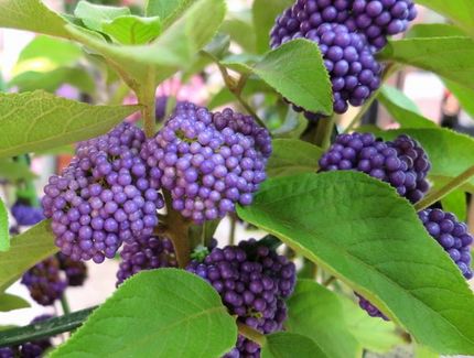 ファルコン植物記（１３６７）青...