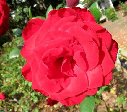ファルコン植物記（１３８１）深...