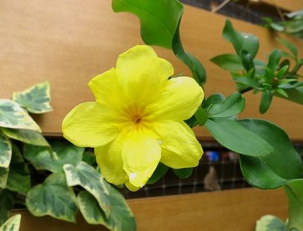 ファルコン植物記（１３８２）黄...
