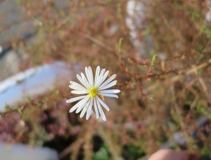 ファルコン植物記（１３８６）白...
