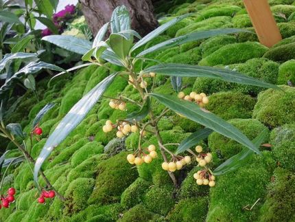 ファルコン植物記（１４０６）黄...
