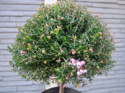 ファルコン植物記（１４０８）桃...