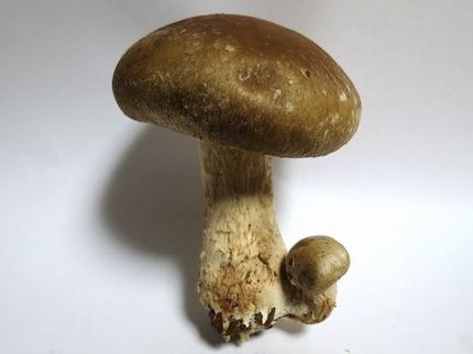 ＜野菜＞（３）＠親子の椎茸