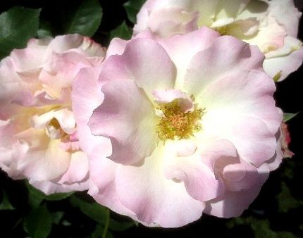 ファルコン植物記（１４１８）＜...