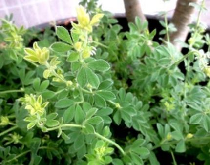 ファルコン植物記（１４１９）【...