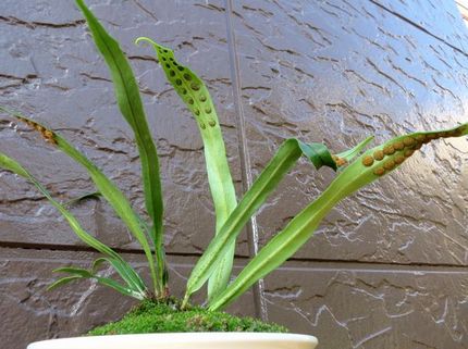 ファルコン植物記（１４２３）成...