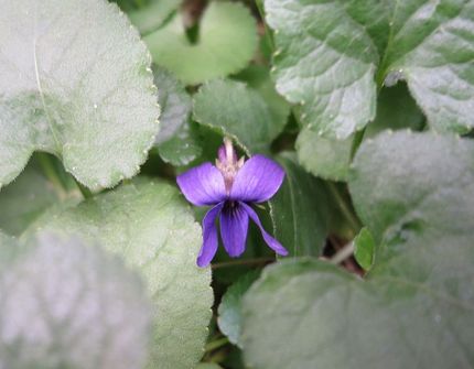ファルコン植物記（１４２８）紫...