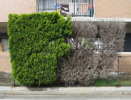 ファルコン植物記（１４３３）＜...