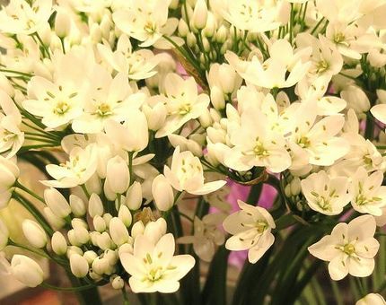 ファルコン植物記（１４３５）白...
