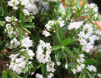 ファルコン植物記（１４３６）白...