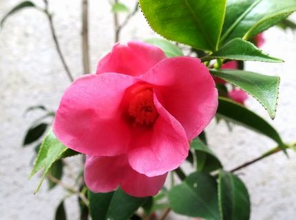 ファルコン植物記（１４３９）赤...