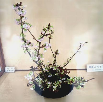 ＜生け花＞（２２８）【嵯峨御流...