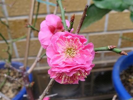 ファルコン植物記（１４４１）＜...