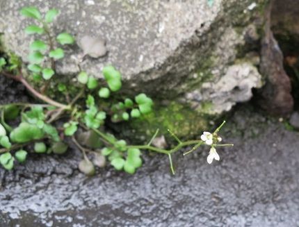 ファルコン植物記（１４５０）白...