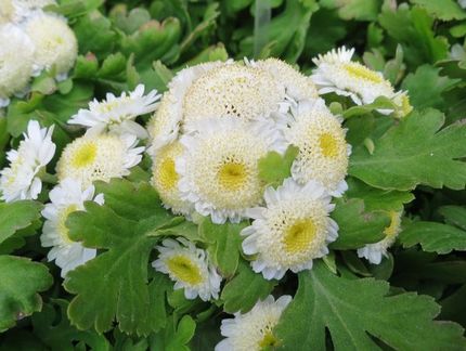 ファルコン植物記（１４５１）白...