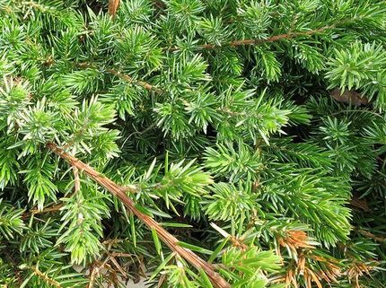 ファルコン植物記（１４５３）グ...
