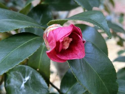 ファルコン植物記（１４５５）濃...