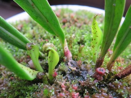 ファルコン植物記（１４５２）成...