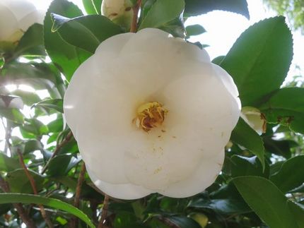 ファルコン植物記（１４５９）白...