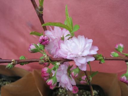 ファルコン植物記（１４６９）薄...
